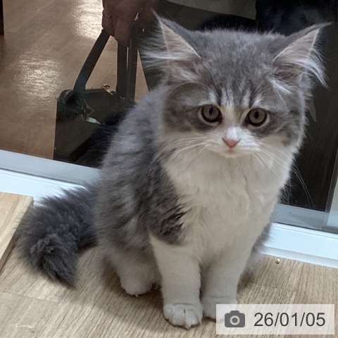 埼玉県のスコティッシュフォールド (ペットプラス ピオニウォーク東松山店/2025年10月25日生まれ/男の子/ブルータビーホワイト)の子猫の3枚目の画像