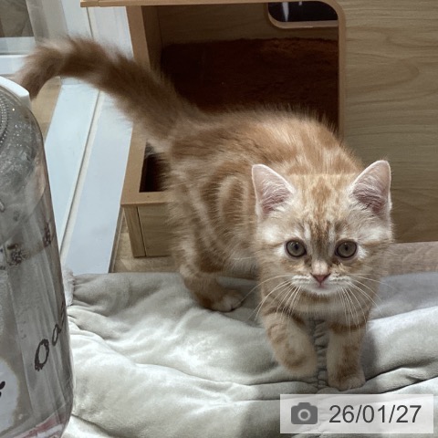 千葉県のアメリカンショートヘアー (ペットプラス 船橋店/2025年11月4日生まれ/女の子/レッドタビー)の子猫の4枚目の画像