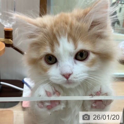 埼玉県のマンチカン (ペットプラス ららぽーと富士見店/2025年10月27日生まれ/男の子/クリームタビーホワイト)の子猫の4枚目の画像