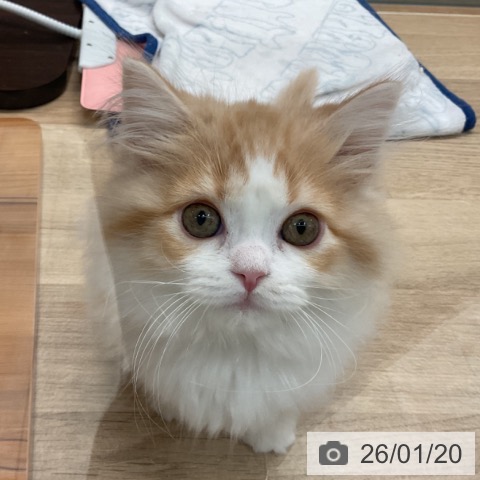 埼玉県のマンチカン (ペットプラス ららぽーと富士見店/2025年10月27日生まれ/男の子/クリームタビーホワイト)の子猫の3枚目の画像
