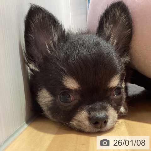 山形県のチワワ(ロング) (ペットプラス 天童店/2025年11月3日生まれ/男の子/ブラックタンホワイト)の子犬の4枚目の画像