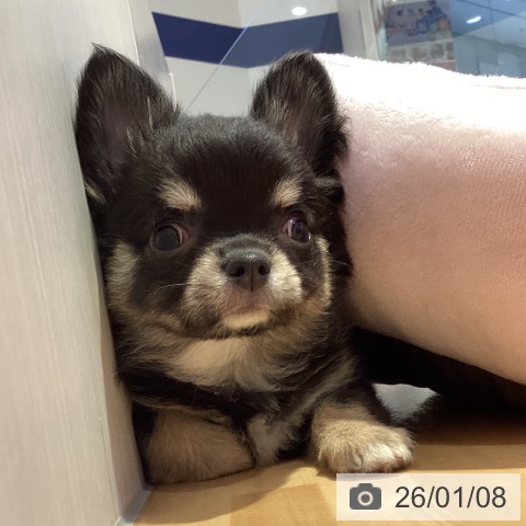 山形県のチワワ(ロング) (ペットプラス 天童店/2025年11月3日生まれ/男の子/ブラックタンホワイト)の子犬の3枚目の画像