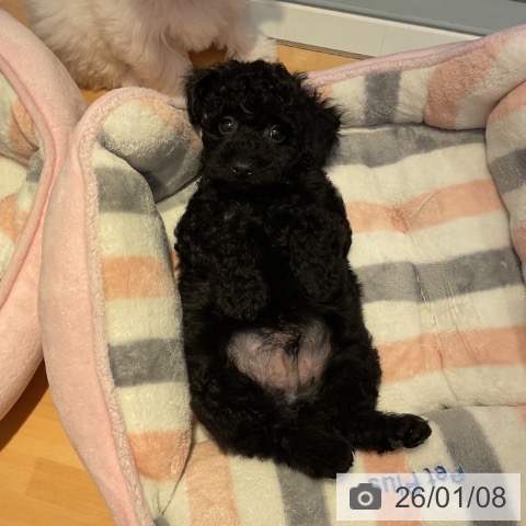 山形県のトイプードル(トイ) (ペットプラス 天童店/2025年11月5日生まれ/男の子/ブラック)の子犬の3枚目の画像