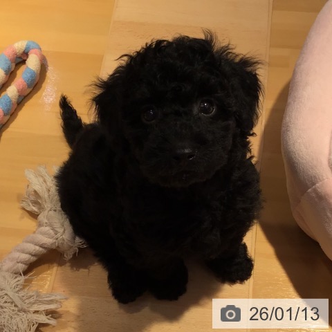 トイ・プードルの写真