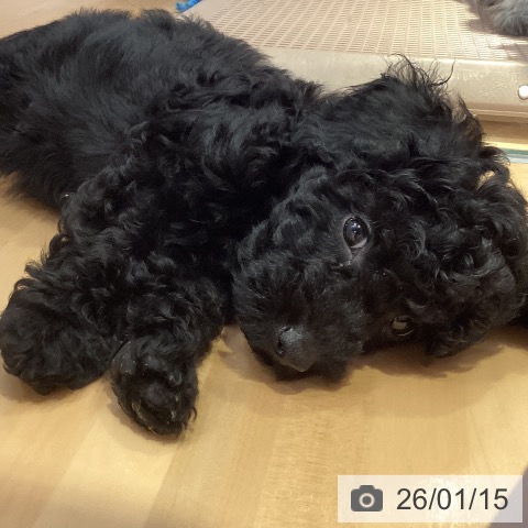 山形県のトイプードル(トイ) (ペットプラス 天童店/2025年11月5日生まれ/男の子/ブラック)の子犬の4枚目の画像