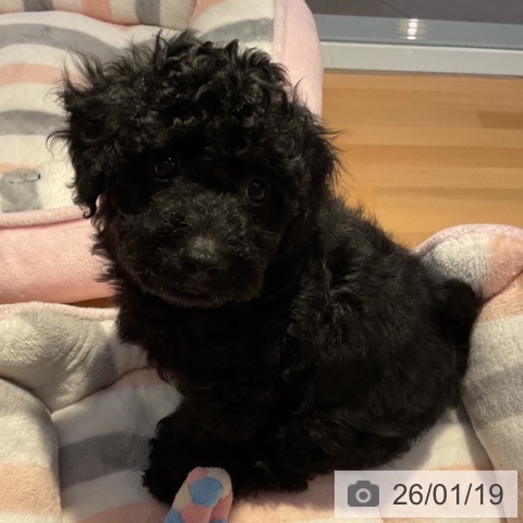 トイ・プードルの写真