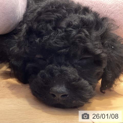 トイ・プードルの写真