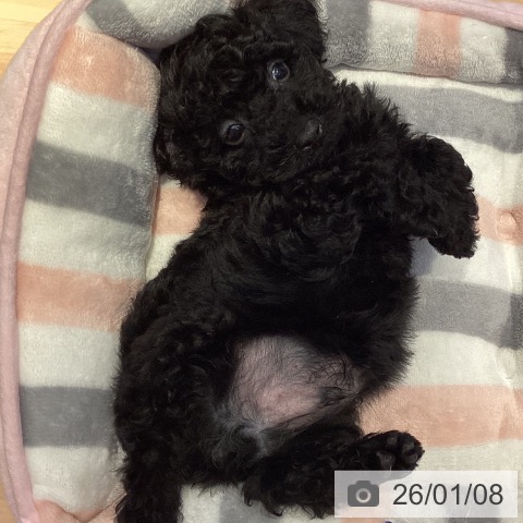 山形県のトイプードル(トイ) (ペットプラス 天童店/2025年11月5日生まれ/男の子/ブラック)の子犬の4枚目の画像