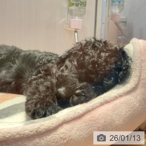 山形県のトイプードル(トイ) (ペットプラス 天童店/2025年11月5日生まれ/男の子/ブラック)の子犬の3枚目の画像