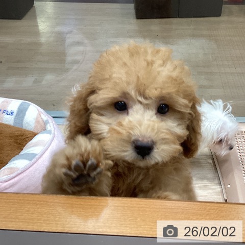 千葉県のトイプードル(トイ) (ペットプラス 柏店/2025年11月5日生まれ/女の子/レッド)の子犬の4枚目の画像