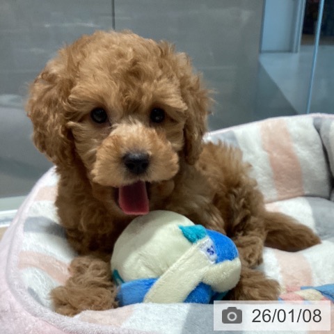 千葉県のトイプードル(トイ) (ペットプラス 柏店/2025年11月5日生まれ/女の子/レッド)の子犬の4枚目の画像