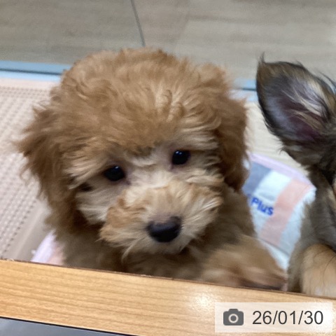 千葉県のトイプードル(トイ) (ペットプラス 柏店/2025年11月5日生まれ/女の子/レッド)の子犬の3枚目の画像