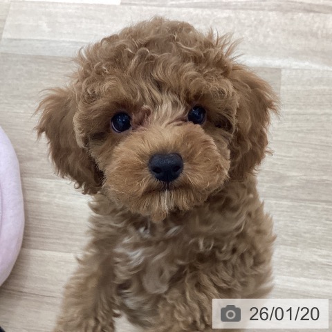 宮城県のトイプードル(トイ) (ペットプラス 仙台上杉店/2025年11月5日生まれ/男の子/アプリコット)の子犬の4枚目の画像