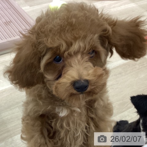 トイ・プードルの写真