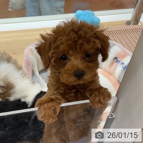 神奈川県のトイプードル(トイ) (ペットプラス 湘南平塚店/2025年11月5日生まれ/女の子/レッド)の子犬の4枚目の画像