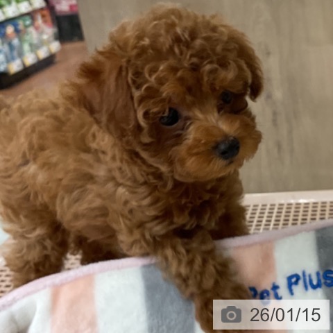 神奈川県のトイプードル(トイ) (ペットプラス 湘南平塚店/2025年11月5日生まれ/女の子/レッド)の子犬の3枚目の画像