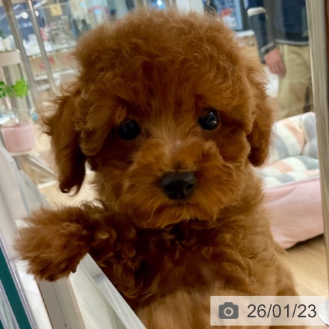 神奈川県のトイプードル(トイ) (ペットプラス 湘南平塚店/2025年11月5日生まれ/女の子/レッド)の子犬の3枚目の画像