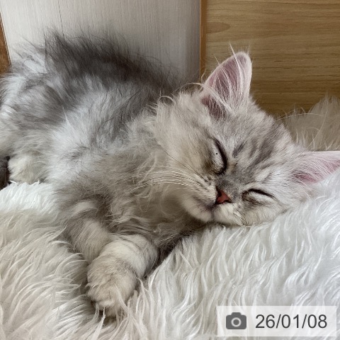 宮城県のミヌエット (ペットプラス 仙台上杉店/2025年11月3日生まれ/男の子/シェーデットシルバー)の子猫の4枚目の画像