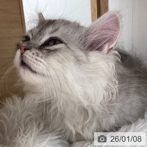 宮城県のミヌエット (ペットプラス 仙台上杉店/2025年11月3日生まれ/男の子/シェーデットシルバー)の子猫の3枚目の画像