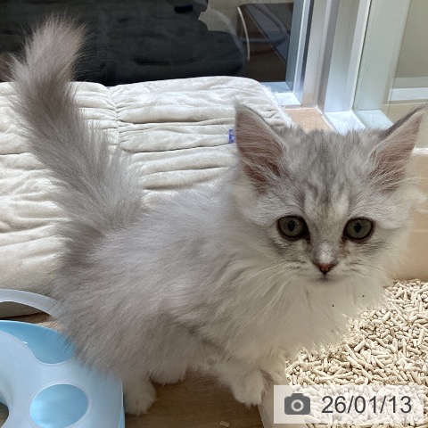 東京都のミヌエット (ペットプラス むさし村山店/2025年11月3日生まれ/女の子/シェーデットシルバー)の子猫の4枚目の画像