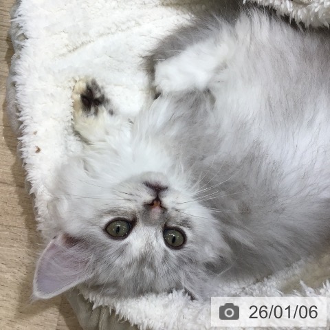 東京都のミヌエット (ペットプラス 立川高島屋S.C.店/2025年11月3日生まれ/女の子/シェーデットシルバー)の子猫の4枚目の画像