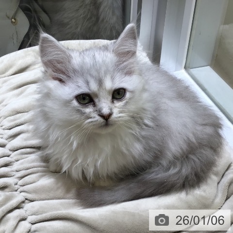 東京都のミヌエット (ペットプラス むさし村山店/2025年11月3日生まれ/女の子/シェーデットシルバー)の子猫の3枚目の画像