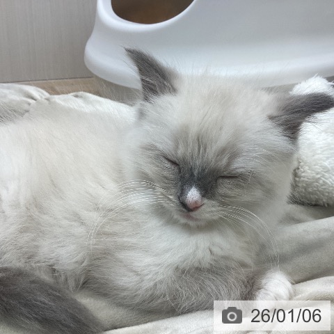 長野県のラグドール (ペットプラス 須坂店/2025年10月31日生まれ/男の子/ブルーポイントミテッド)の子猫の4枚目の画像