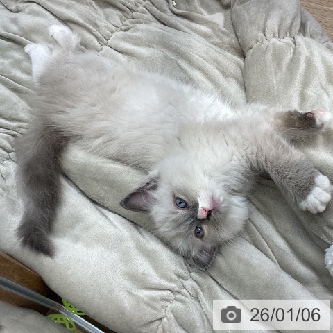 長野県のラグドール (ペットプラス 須坂店/2025年10月31日生まれ/男の子/ブルーポイントミテッド)の子猫の3枚目の画像