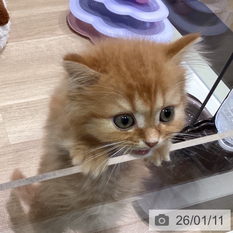 ミヌエットの写真