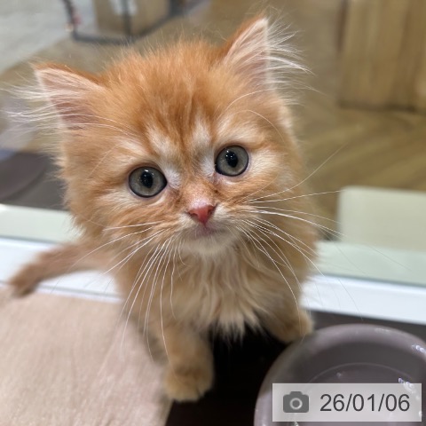 神奈川県のミヌエット (ペットプラス ゆめが丘ソラトス店/2025年11月6日生まれ/男の子/レッドタビー)の子猫の4枚目の画像