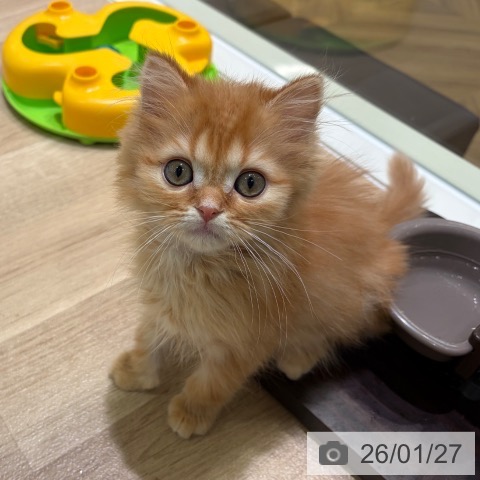 神奈川県のミヌエット (ペットプラス ゆめが丘ソラトス店/2025年11月6日生まれ/男の子/レッドタビー)の子猫の4枚目の画像