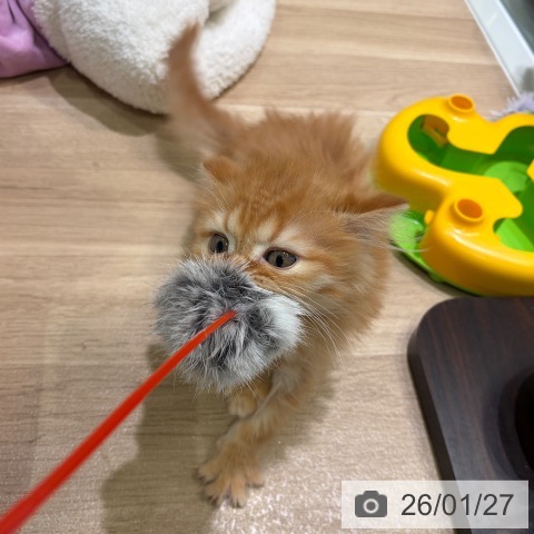 ミヌエットの写真