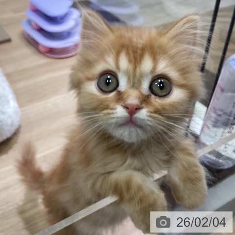 ミヌエットの写真