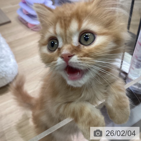 神奈川県のミヌエット (ペットプラス ゆめが丘ソラトス店/2025年11月6日生まれ/男の子/レッドタビー)の子猫の4枚目の画像