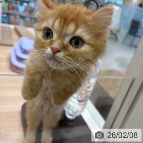 神奈川県のミヌエット (ペットプラス ゆめが丘ソラトス店/2025年11月6日生まれ/男の子/レッドタビー)の子猫の4枚目の画像