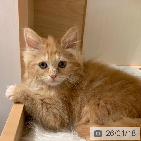 千葉県のミヌエット (ペットプラス 幕張新都心店/2025年11月6日生まれ/女の子/レッドタビー)の子猫の3枚目の画像