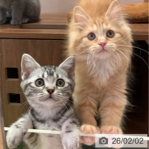 千葉県のミヌエット (ペットプラス 幕張新都心店/2025年11月6日生まれ/女の子/レッドタビー)の子猫の4枚目の画像