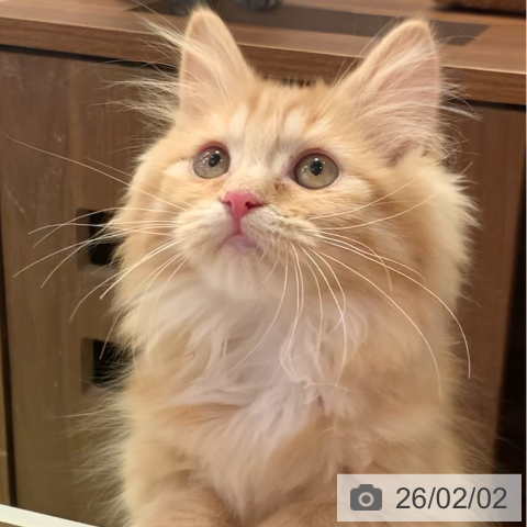 千葉県のミヌエット (ペットプラス 幕張新都心店/2025年11月6日生まれ/女の子/レッドタビー)の子猫の3枚目の画像