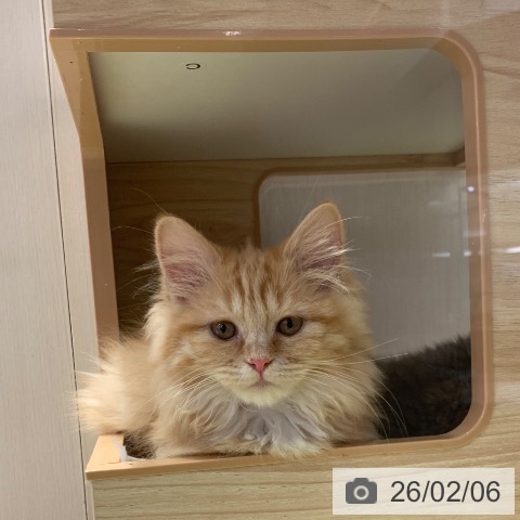 千葉県のミヌエット (ペットプラス 幕張新都心店/2025年11月6日生まれ/女の子/レッドタビー)の子猫の3枚目の画像