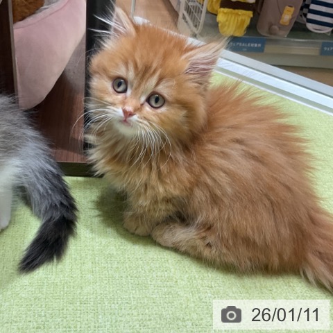 神奈川県のマンチカン (ペットプラス テラスモール湘南店/2025年10月30日生まれ/女の子/レッドタビー)の子猫の3枚目の画像