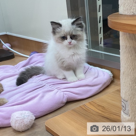 東京都のラグドール (ペッツワン 南砂町SUNAMO店/2025年11月6日生まれ/女の子/シールポイントバイカラー)の子猫の4枚目の画像