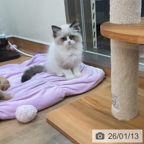 東京都のラグドール (ペッツワン 南砂町SUNAMO店/2025年11月6日生まれ/女の子/シールポイントバイカラー)の子猫の3枚目の画像