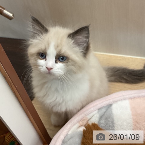 埼玉県のラグドール (ペットプラス ららぽーと富士見店/2025年11月6日生まれ/女の子/シールポイントバイカラー)の子猫の3枚目の画像