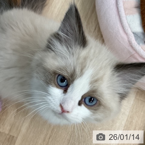 埼玉県のラグドール (ペットプラス ららぽーと富士見店/2025年11月6日生まれ/女の子/シールポイントバイカラー)の子猫の4枚目の画像