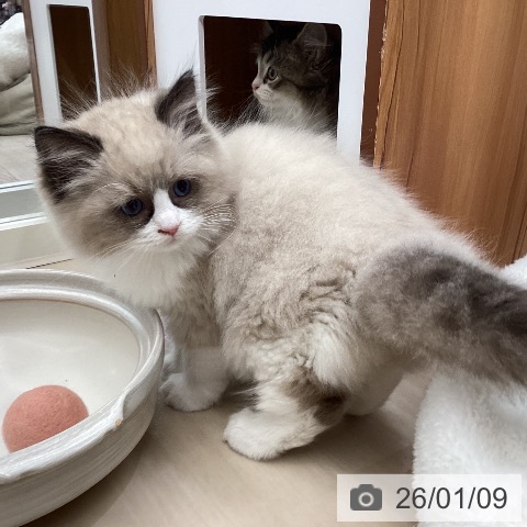 埼玉県のラグドール (ペットプラス 浦和美園店/2025年11月6日生まれ/女の子/シールポイントバイカラー)の子猫の4枚目の画像