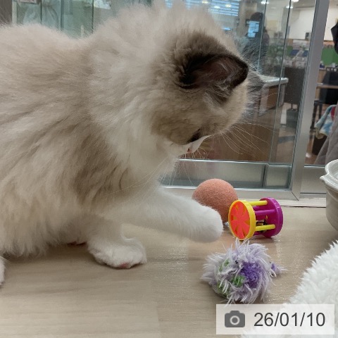 埼玉県のラグドール (ペットプラス 浦和美園店/2025年11月6日生まれ/女の子/シールポイントバイカラー)の子猫の3枚目の画像