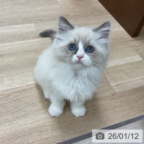 神奈川県のラグドール (ペットプラス アミーゴ藤沢店/2025年11月6日生まれ/女の子/ブルーポイントバイカラー)の子猫の4枚目の画像
