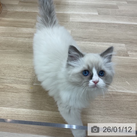 神奈川県のラグドール (ペットプラス アミーゴ藤沢店/2025年11月6日生まれ/女の子/ブルーポイントバイカラー)の子猫の3枚目の画像