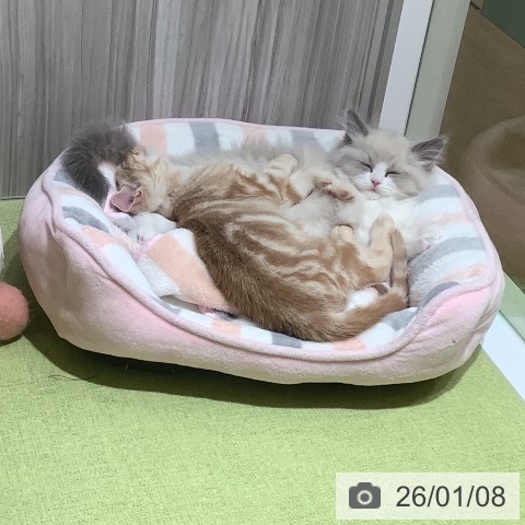 神奈川県のラグドール (ペットプラス 新百合丘店/2025年11月6日生まれ/女の子/ブルーポイントバイカラー)の子猫の3枚目の画像