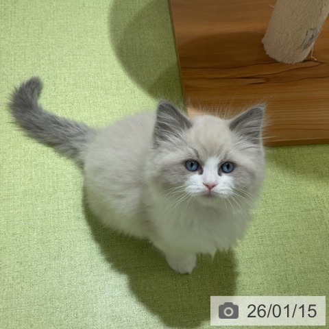 神奈川県のラグドール (ペットプラス 新百合丘店/2025年11月6日生まれ/女の子/ブルーポイントバイカラー)の子猫の4枚目の画像